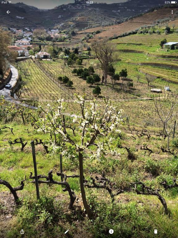 Quinta Do Fojo Bed & Breakfast Lamego Eksteriør bilde